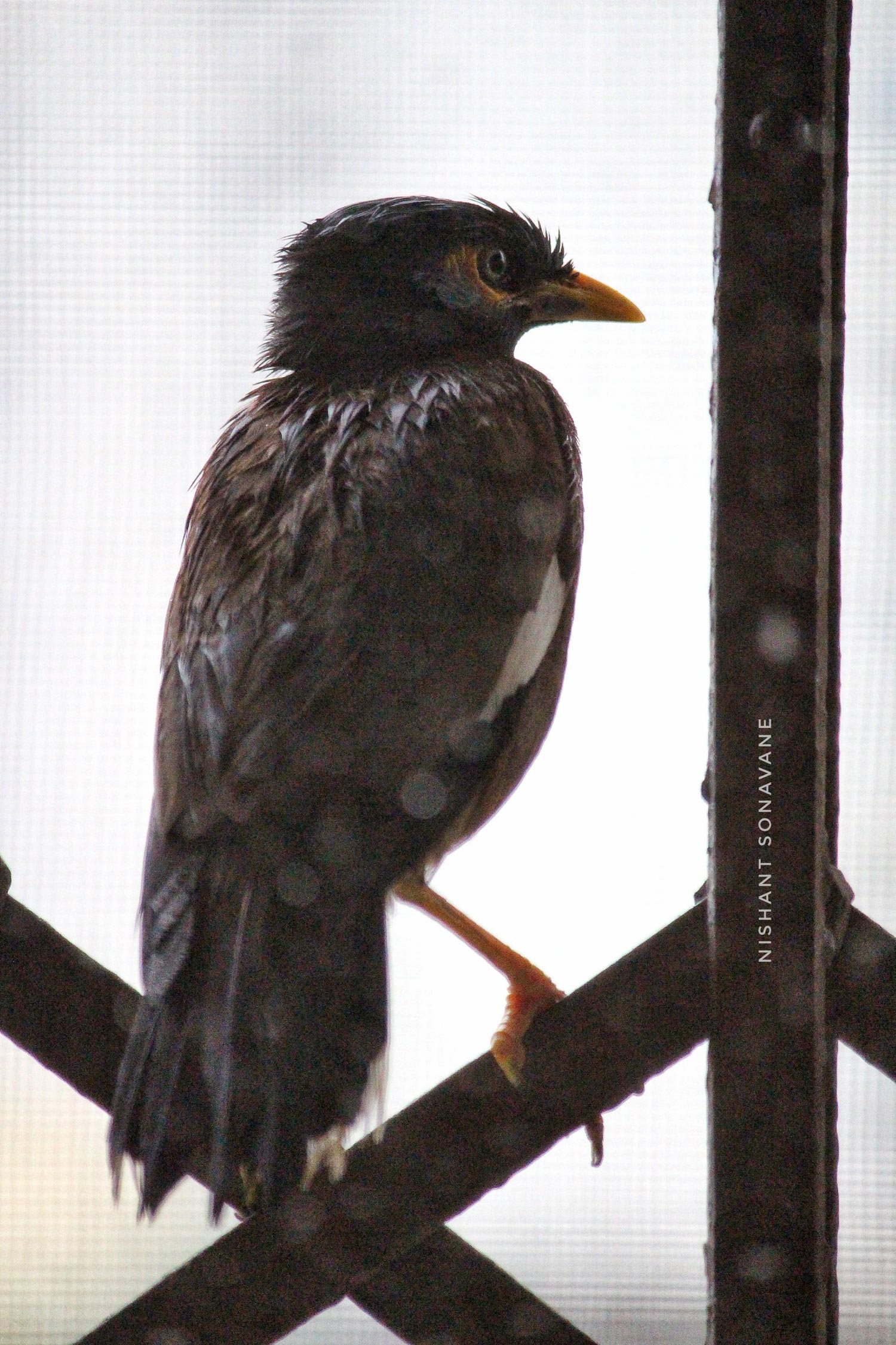 Close bird photography frame