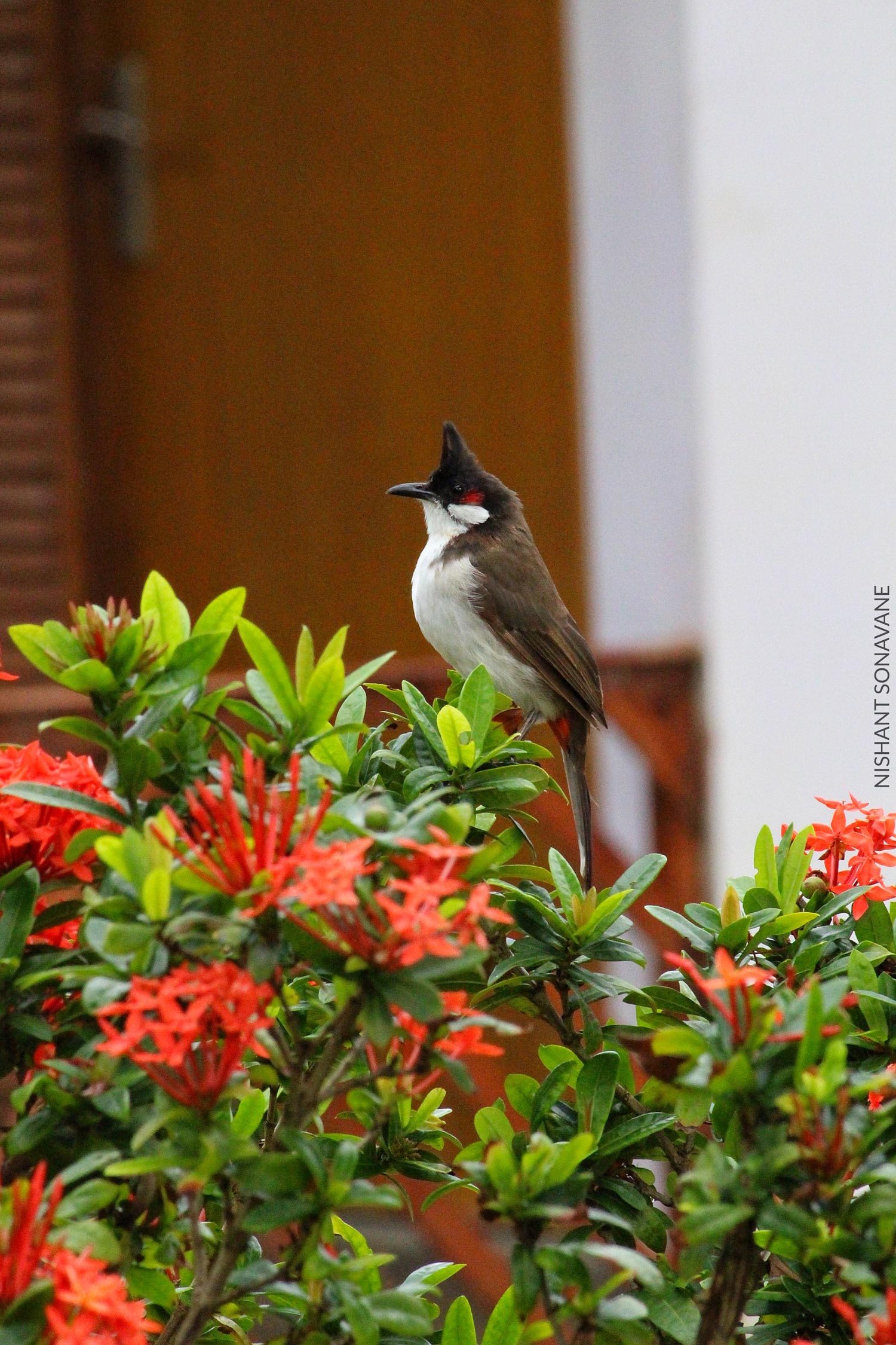 Bird photograph in outdoor light