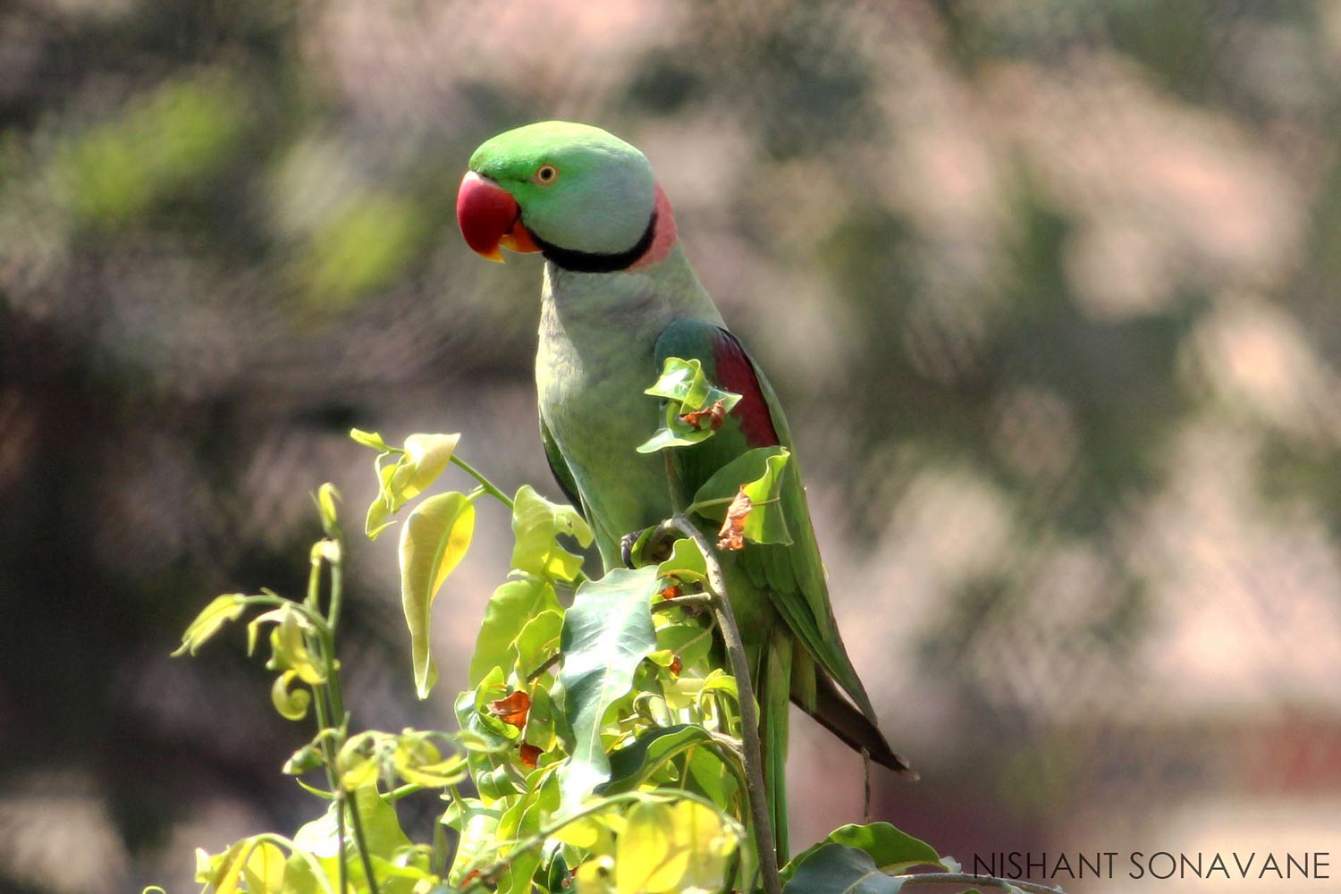 Parrot