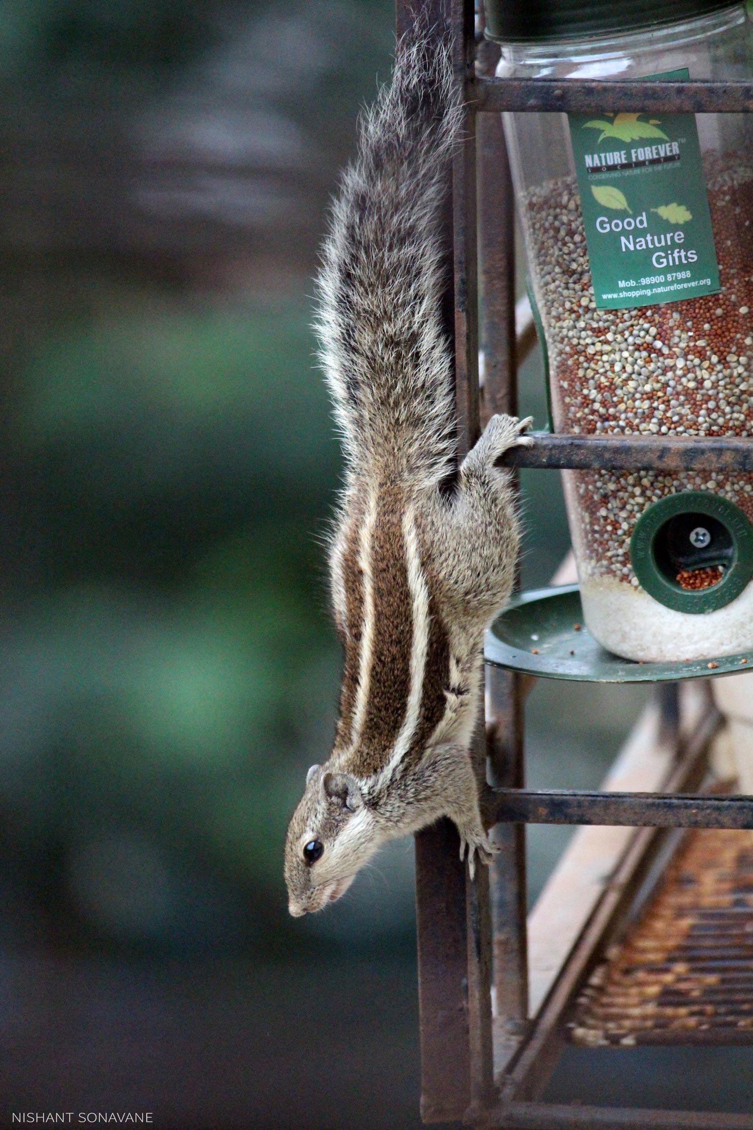 Squirrel 1
