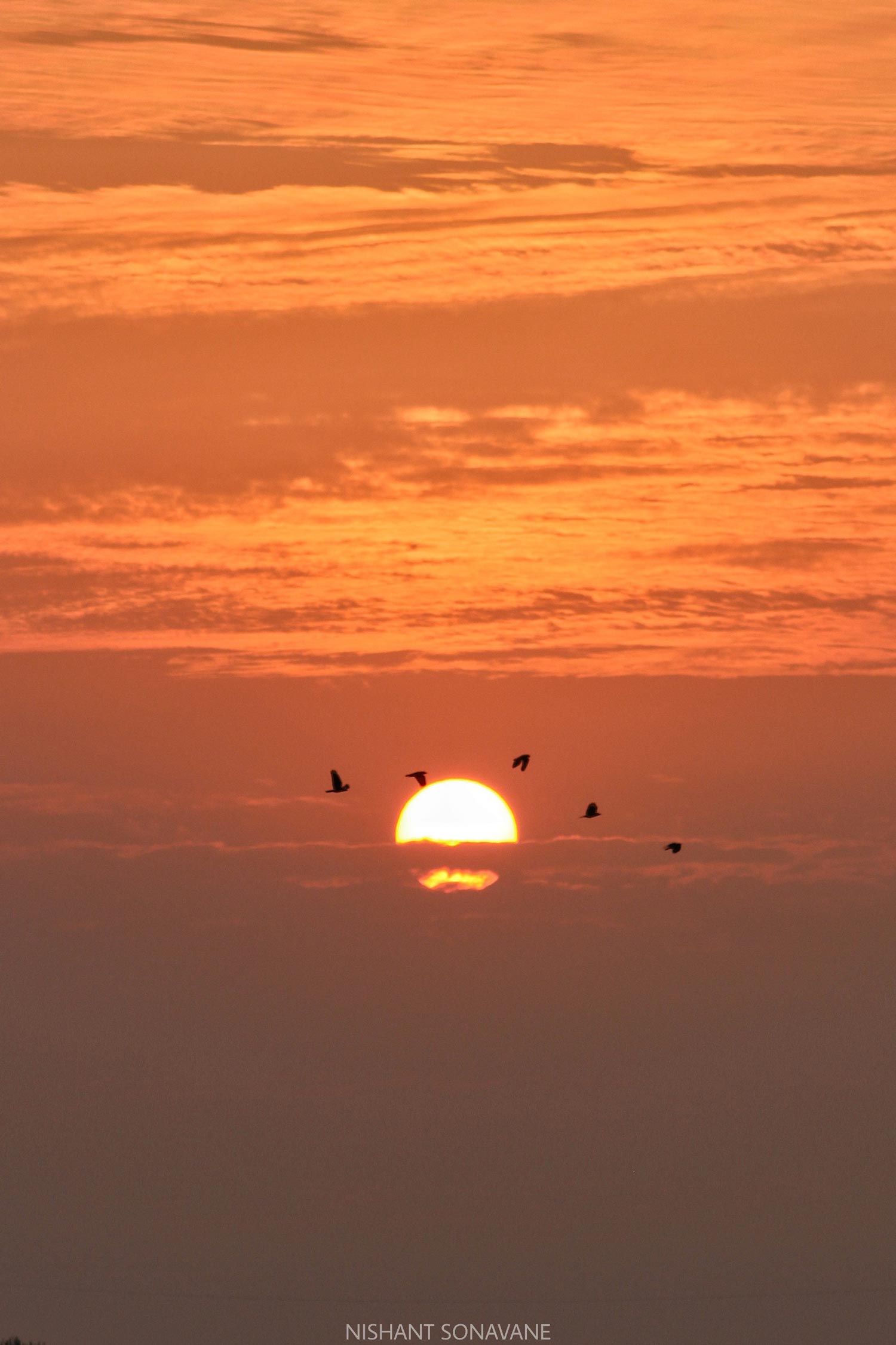 Sunset Birds
